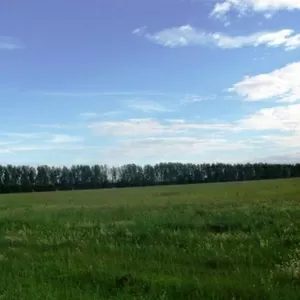 д. Тормино,  СПК имени Ленина Участок 50 га