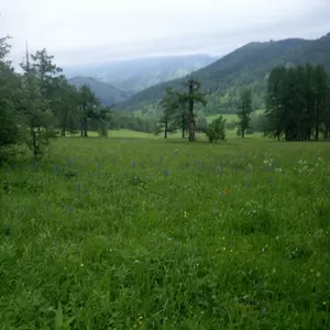 Земля в Горном Алтае от собственника 